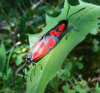 Image of Zygaena armena Eversmann 1851