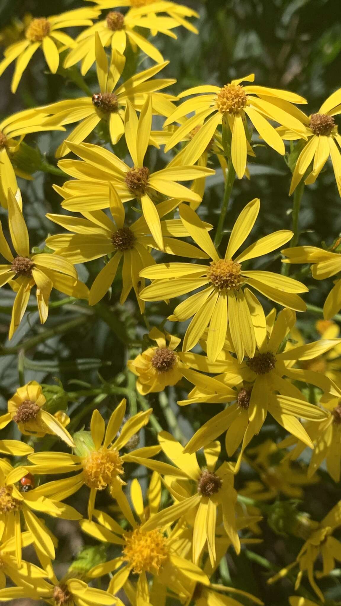 Sivun Senecio rudbeckiifolius Meyen & Walp. kuva