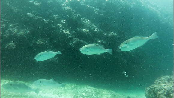 Image of Batfish