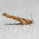 Image of Anatrachyntis badia (Hodges 1962)