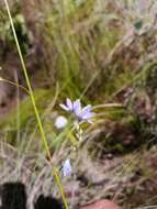 Image of Ixia vinacea G. J. Lewis