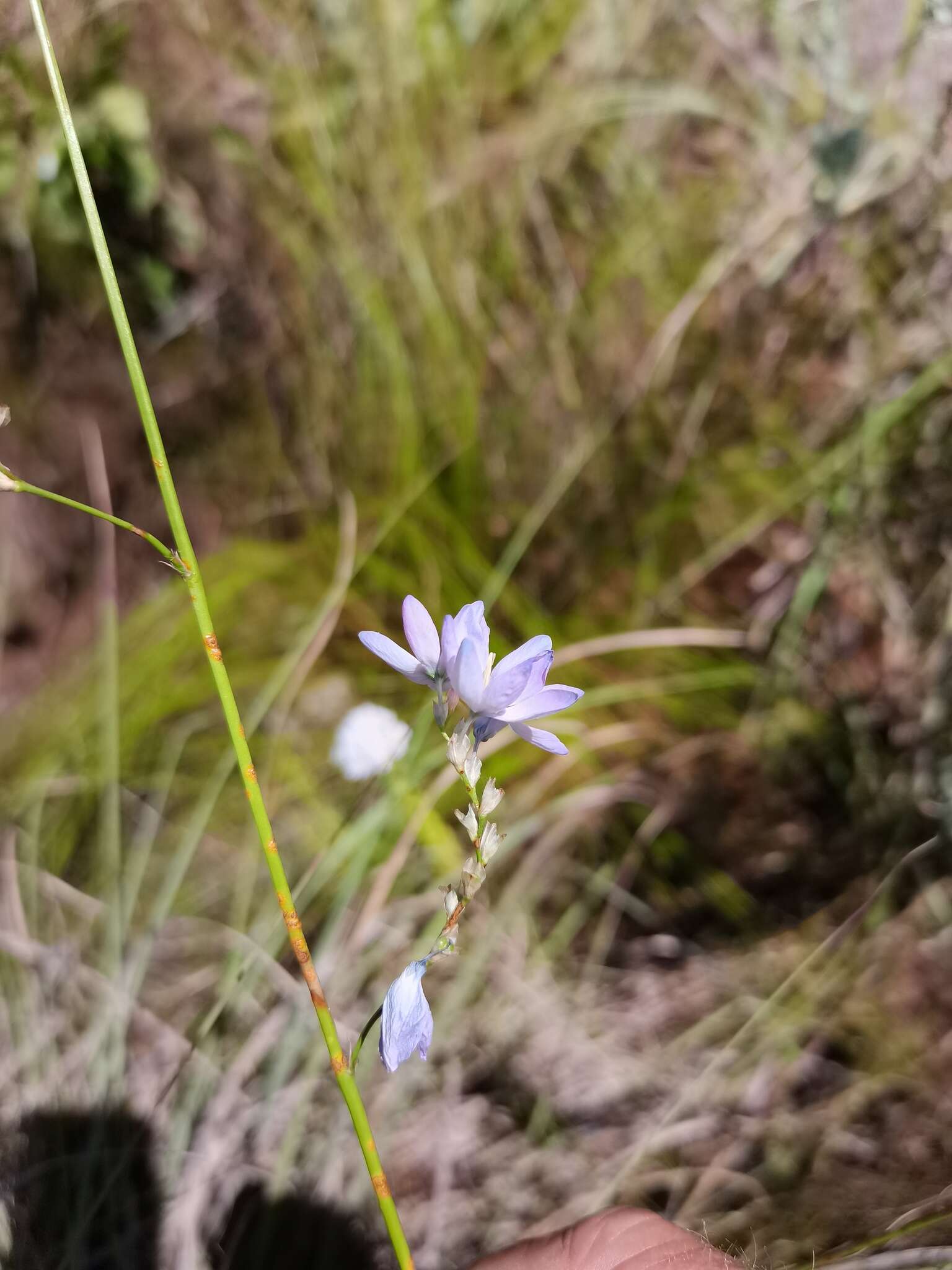 Image of Ixia vinacea G. J. Lewis