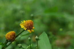 Image of Acmella ciliata (Kunth) Cass.