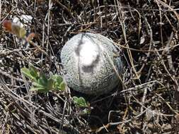 Image of Epithelantha greggii (Engelm.) Orcutt