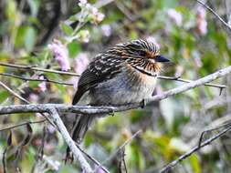 Image of Crescent-chested Puffbird