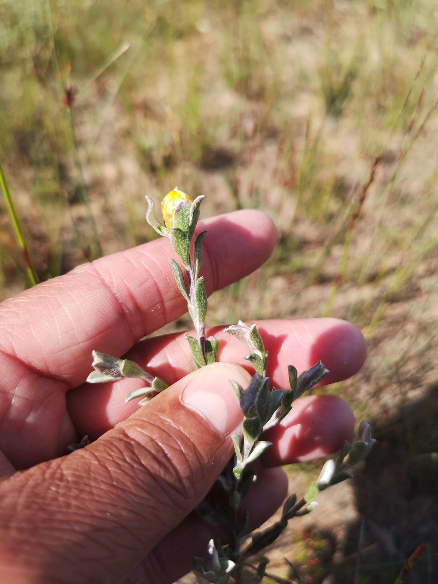 Plancia ëd Oedera rotundifolia (Less.) N. G. Bergh