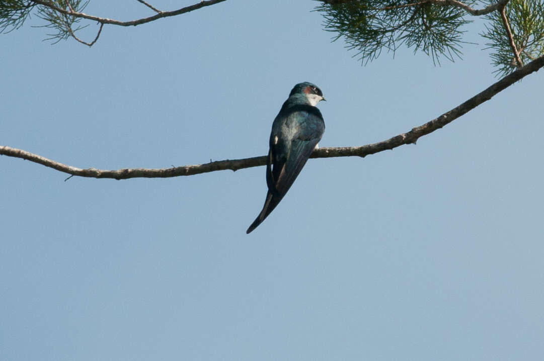 Image of Grey-rumped Treeswift