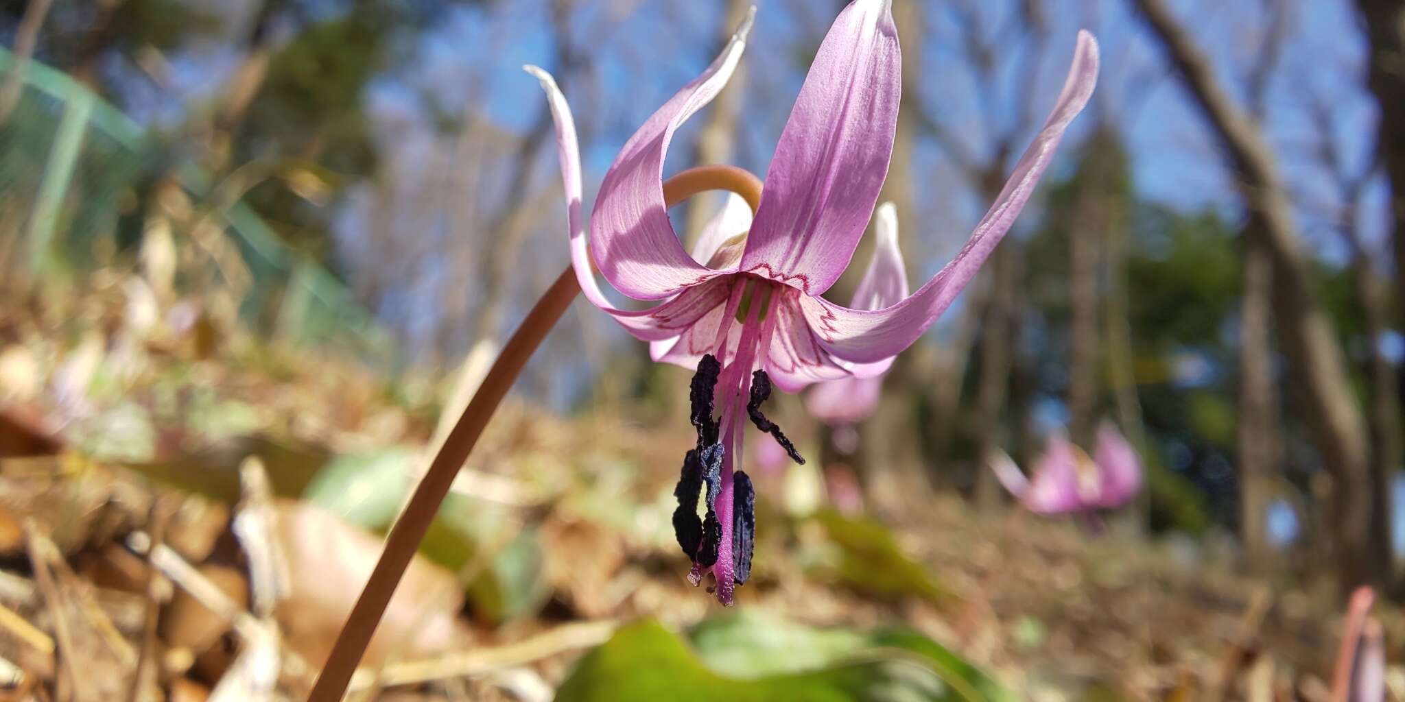 Image of Erythronium japonicum Decne.