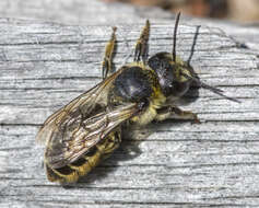 Image of Leafcutter bee