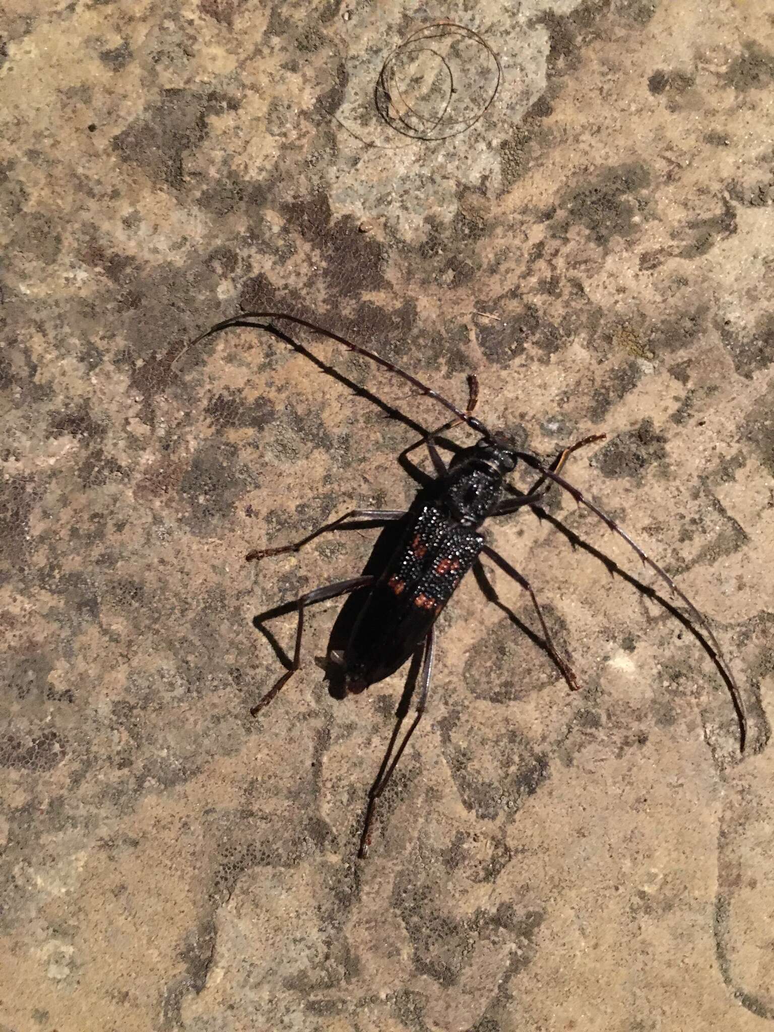 Image of Longicorn beetle