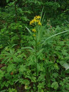 Image of Solidago spiraeifolia Fisch. ex Herder