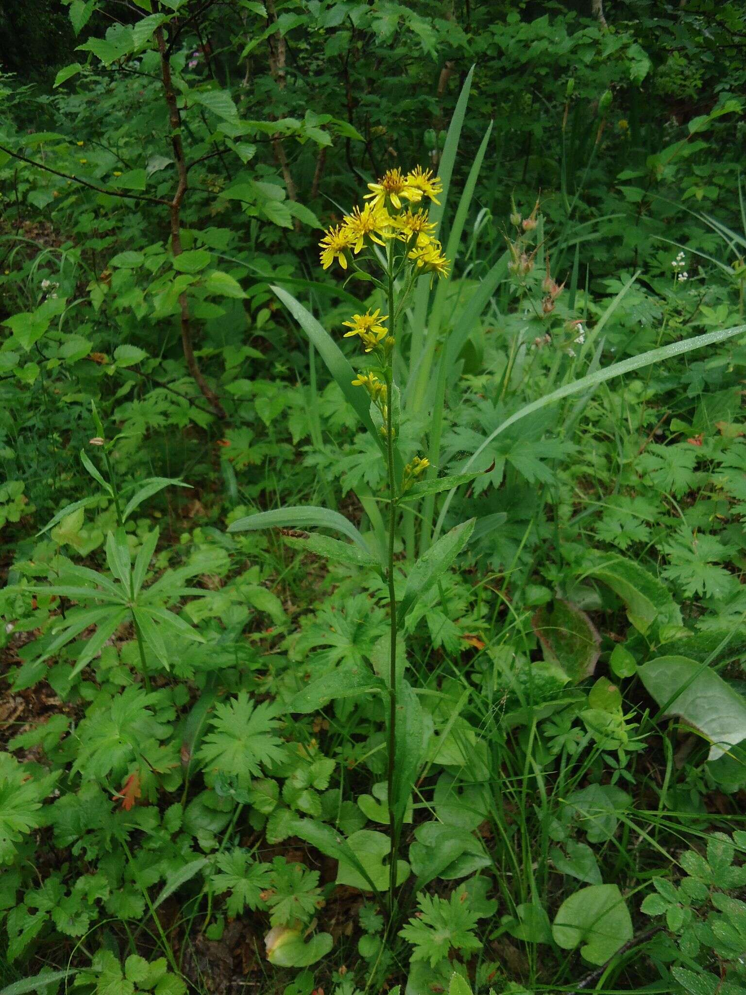 Image of Solidago spiraeifolia var. cuprea (Juz.) V. Yu. Barkalov