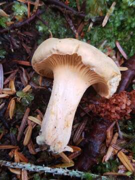 Слика од Cantharellus formosus Corner 1966