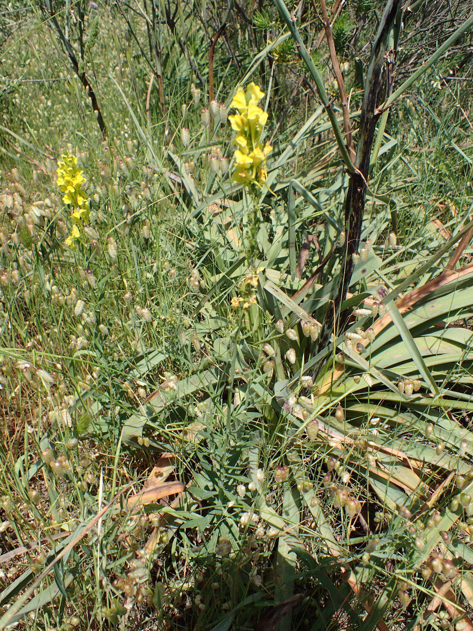 Image of Italian toadflax