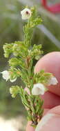 Image of Erica subdivaricata Berg.