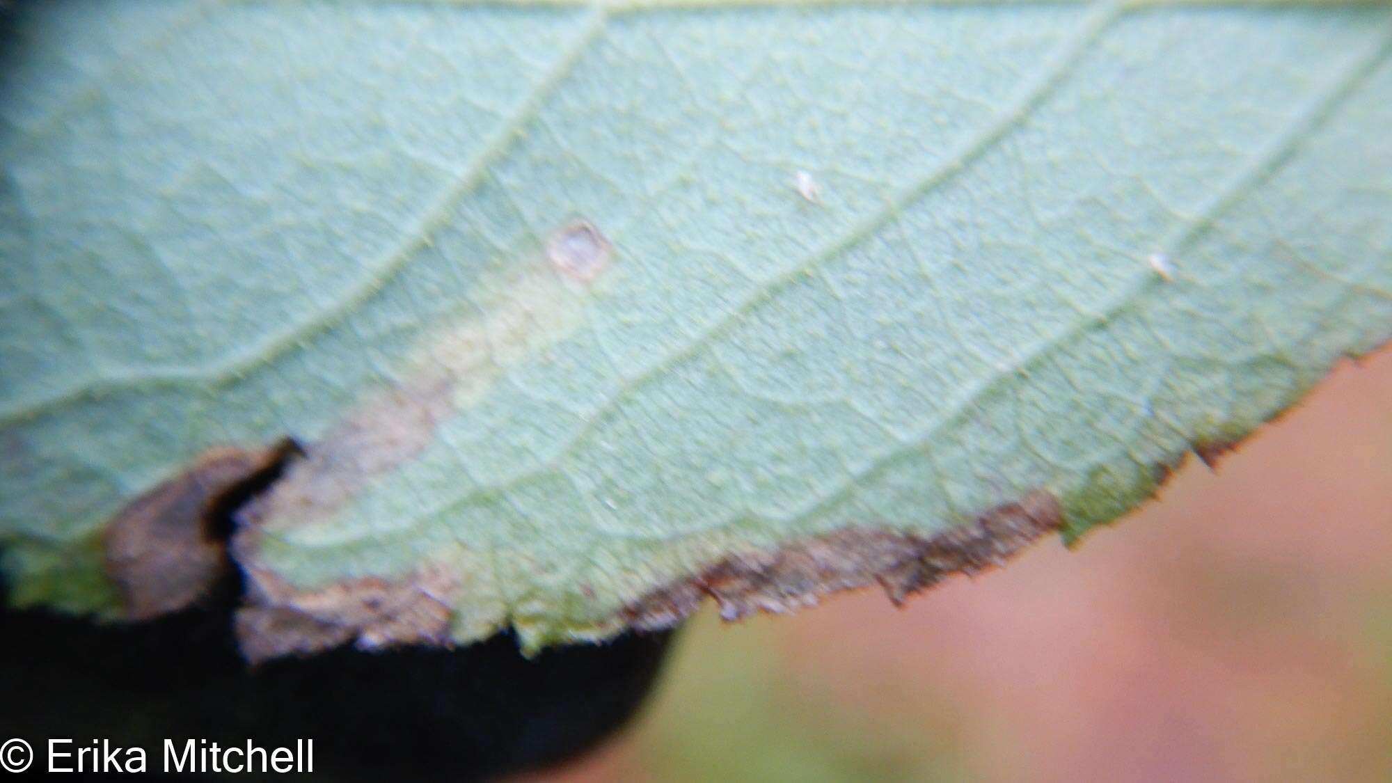 Image of Stigmella rosaefoliella (Clemens 1861) Wilkinson et al. 1979