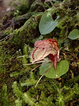 Image of Corybas taiwanensis T. P. Lin & S. Y. Leu