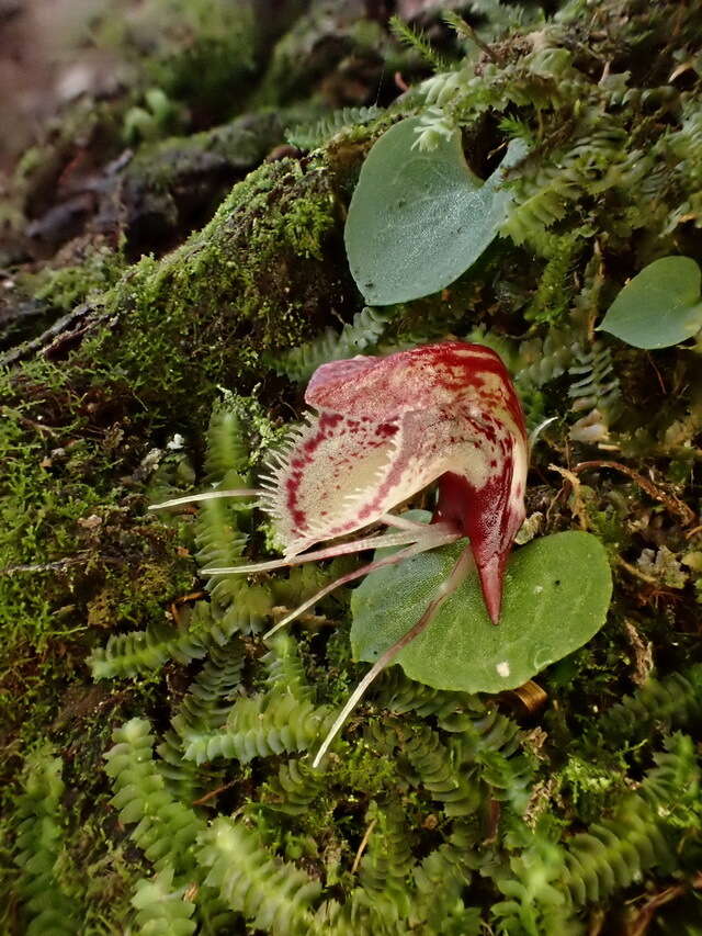 Image of Corybas taiwanensis T. P. Lin & S. Y. Leu