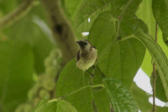 Image of Mottled Flowerpecker