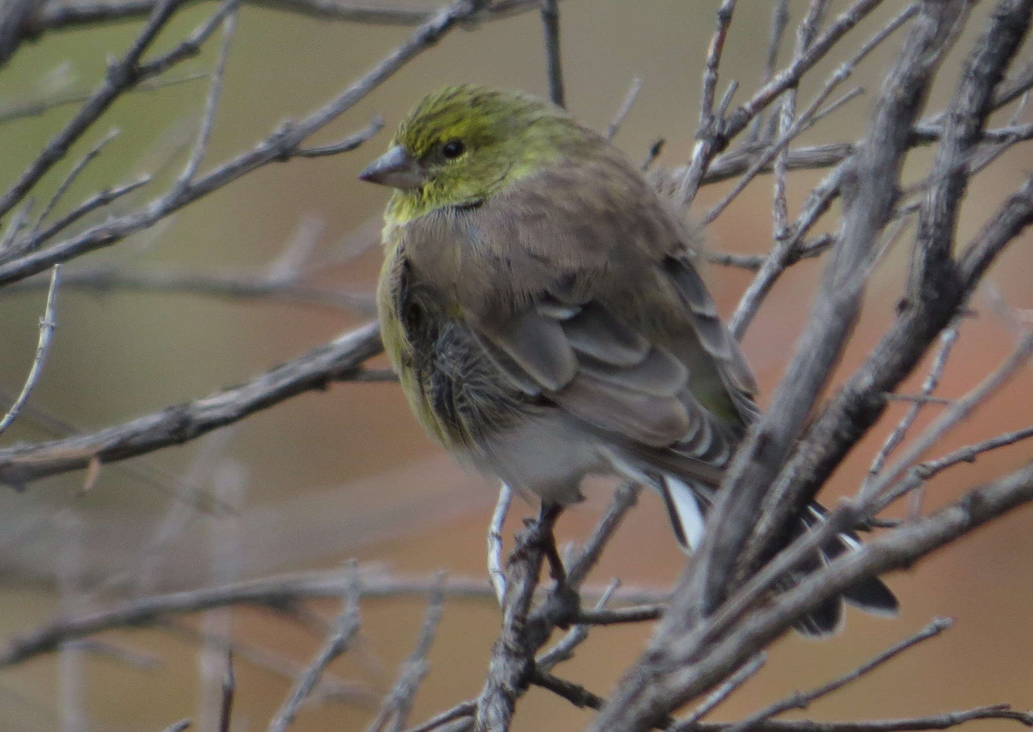 Image of Drakensberg Siskin