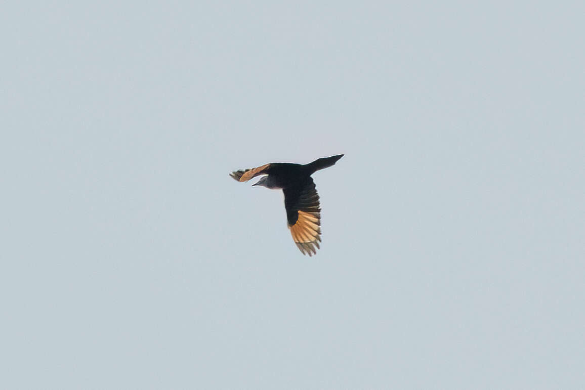 Image of Slender-billed Chestnut-winged Starling