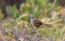 Image of Oaxaca Sparrow