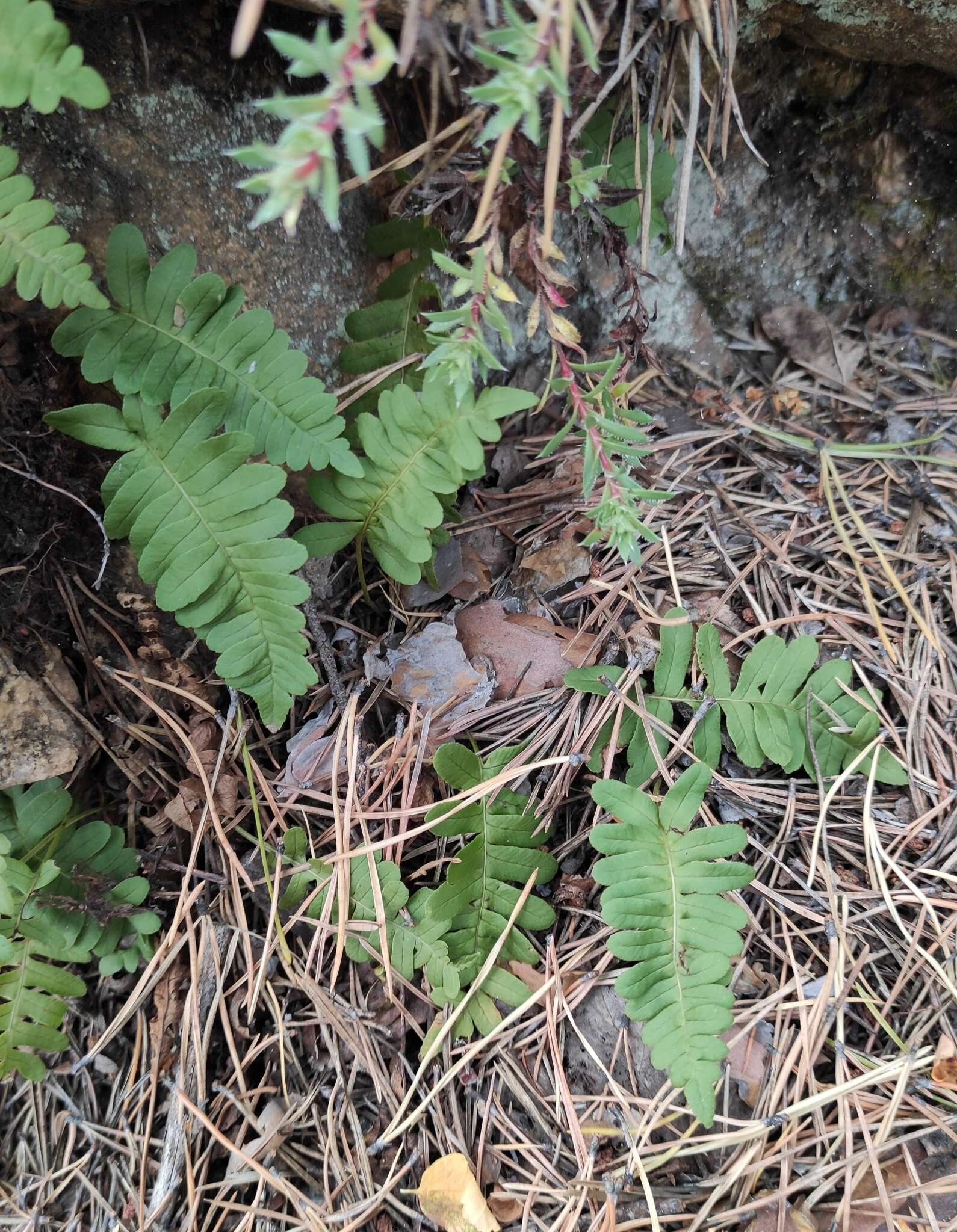 Polypodium sibiricum Siplivinsky的圖片