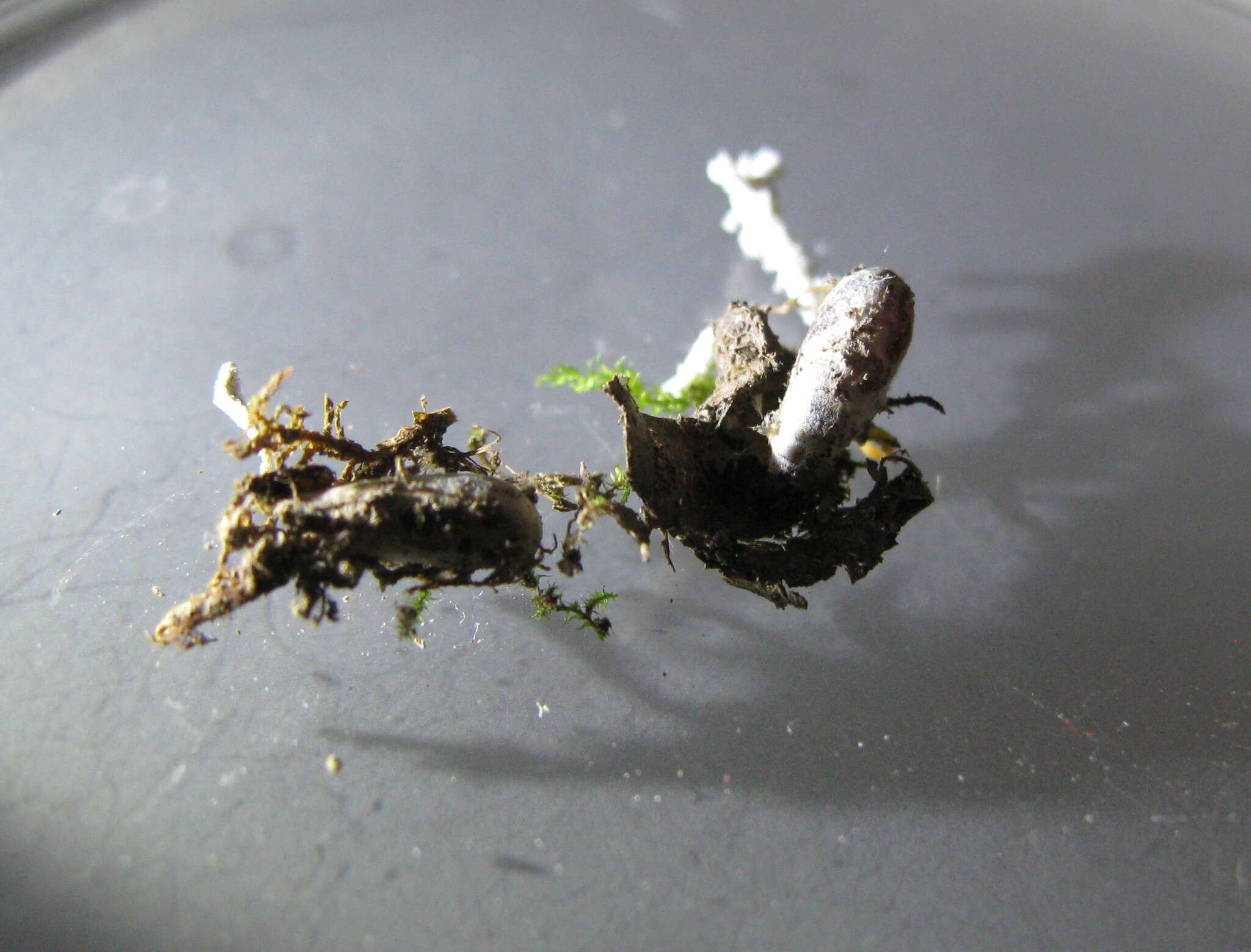 Image of <i>Cordyceps farinosa</i>