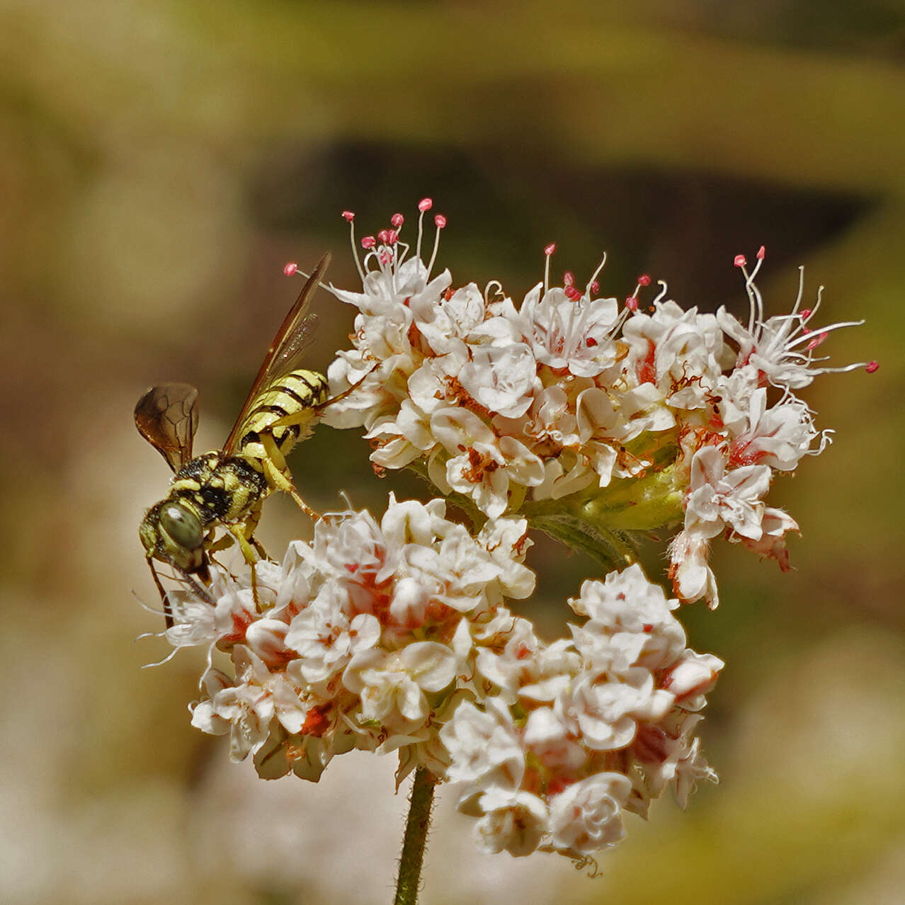 Eucerceris provancheri (Dalla Torre 1890) resmi