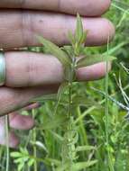 Image of earleaf false foxglove