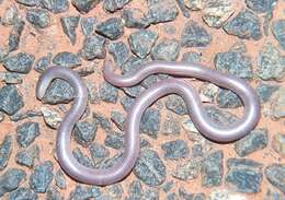 Image of Interior Blind Snake