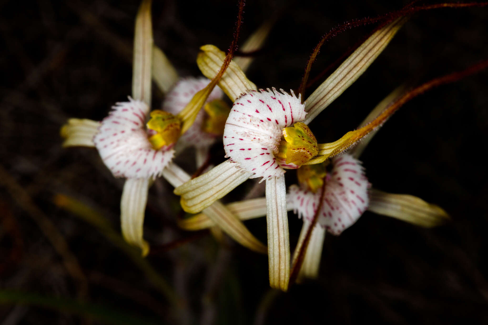 Image of Caladenia nobilis Hopper & A. P. Br.