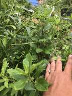 Image of Texas milkweed