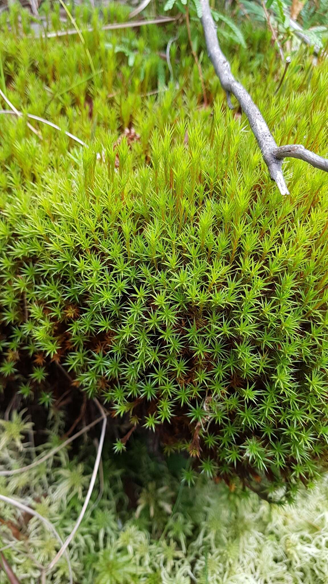 Imagem de Polytrichum strictum Menzies ex Bridel 1801