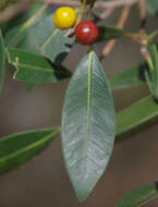 Ficus obliqua G. Forster的圖片