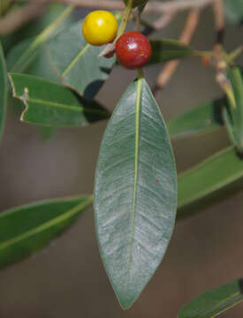 Plancia ëd Ficus obliqua G. Forster