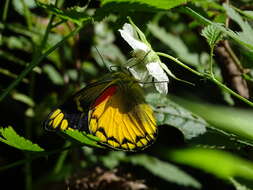 Image of Delias aurantiaca Doherty 1891