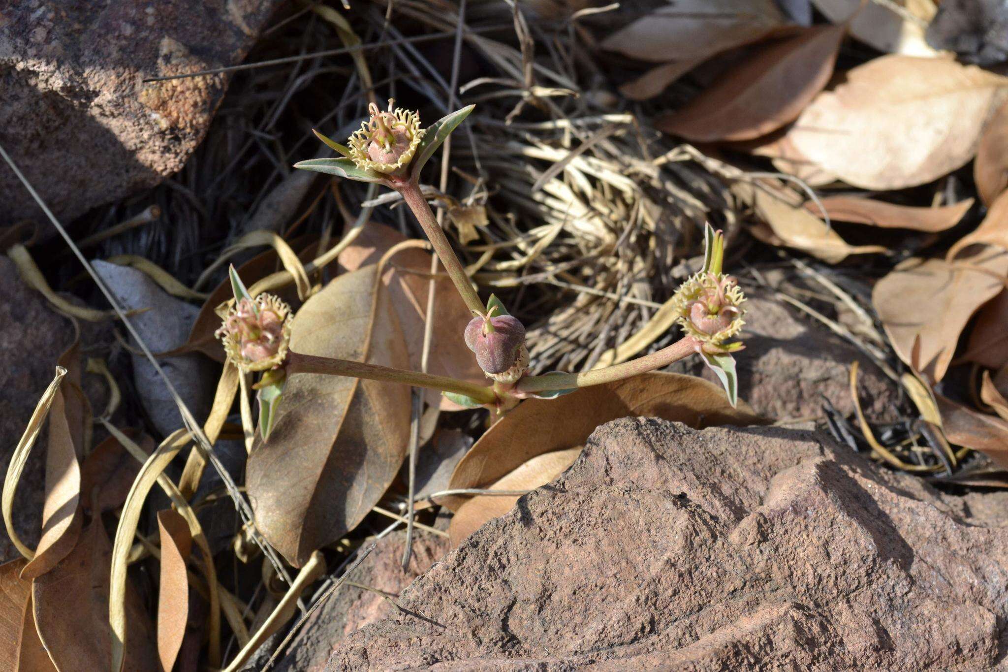 Image of <i>Euphorbia <i>trichadenia</i></i> var. trichadenia