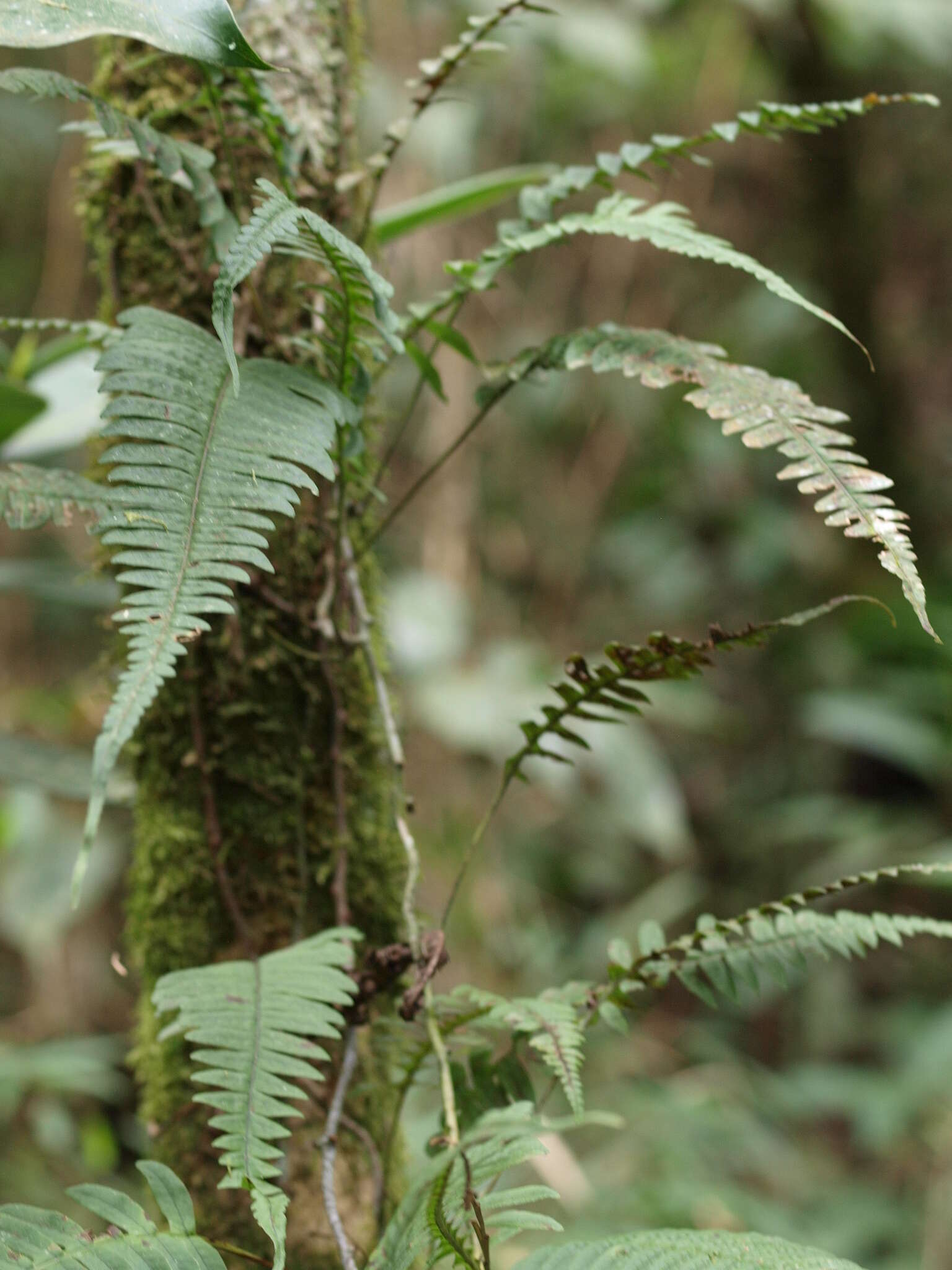 Image of Serpocaulon funckii (Mett.) A. R. Sm.