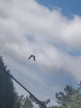 Image of Long-toed Pigeon