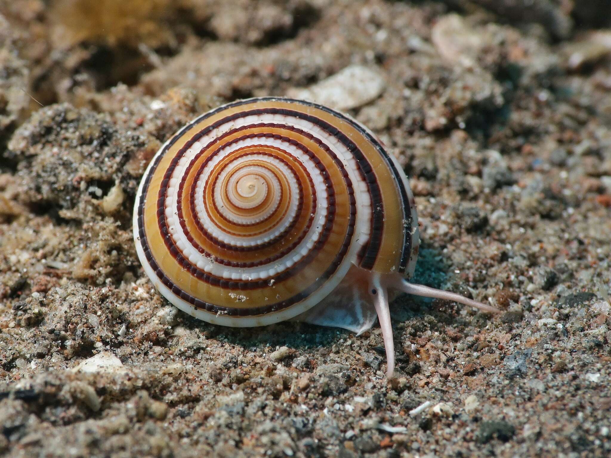 Image of European sundial snail