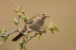 Image of Cassin's Sparrow