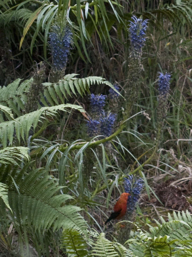 Plancia ëd Lobelia grayana E. Wimm.