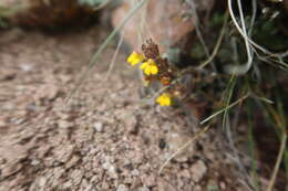 صورة Neobartsia elongata (Wedd.) Uribe-Convers & Tank