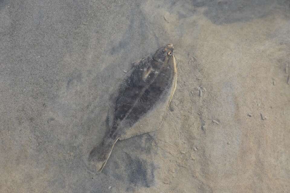 Image of Starry flounders