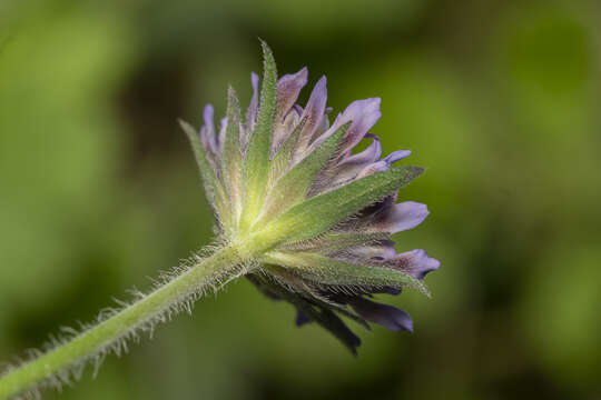 Image of Knautia integrifolia subsp. urvillei (Coulter) Greuter