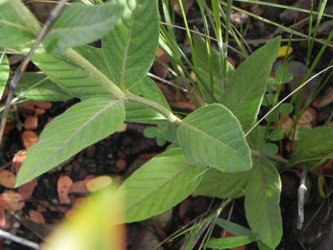 Image de Justicia chrysotrichoma Pohl ex Nees