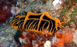 Image of Orange ridge black slug