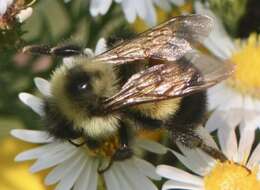 Image of Rusty patched bumble bee