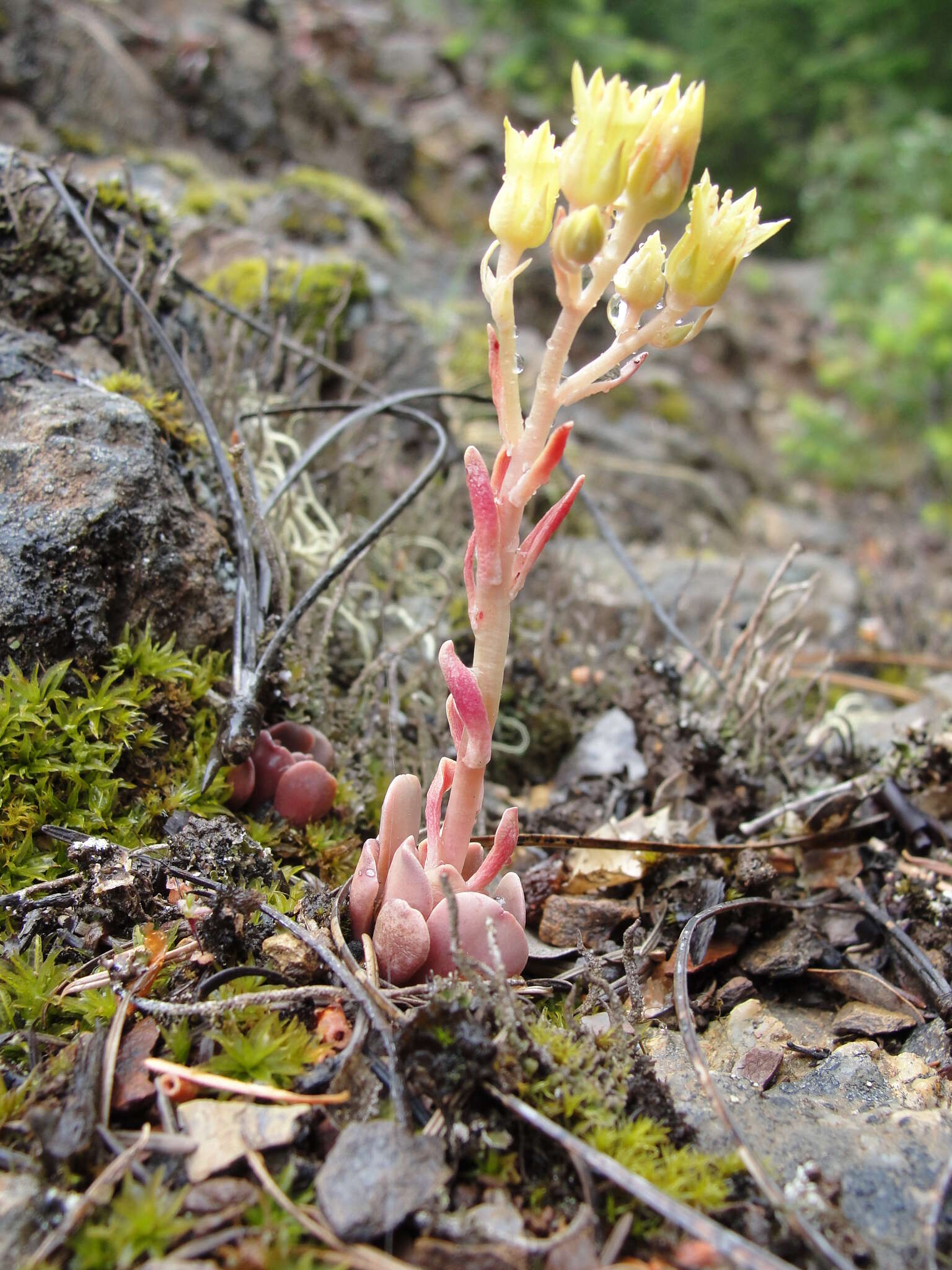 Слика од Sedum paradisum subsp. paradisum